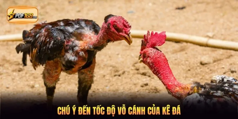 Chú ý đến tốc độ vỗ cánh của kê đá