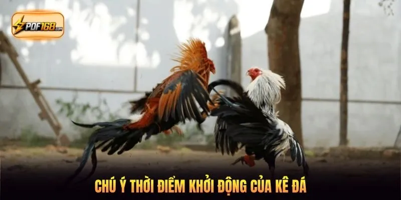 Chú ý thời điểm khởi động của kê đá