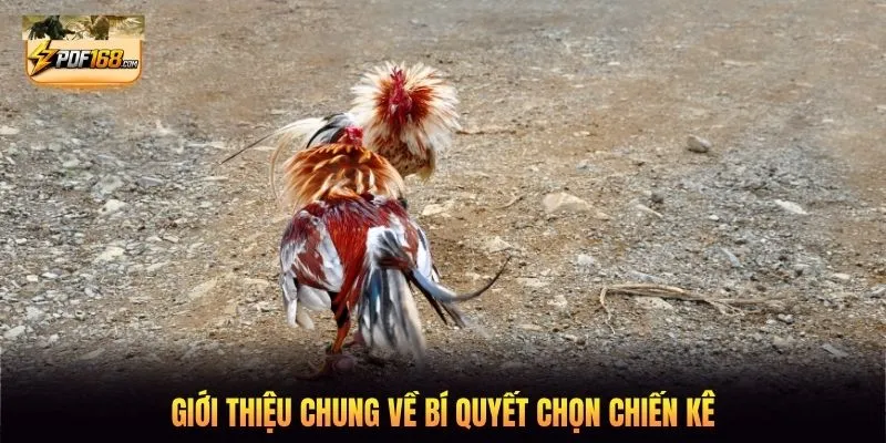 Giới thiệu chung về bí quyết chọn chiến kê
