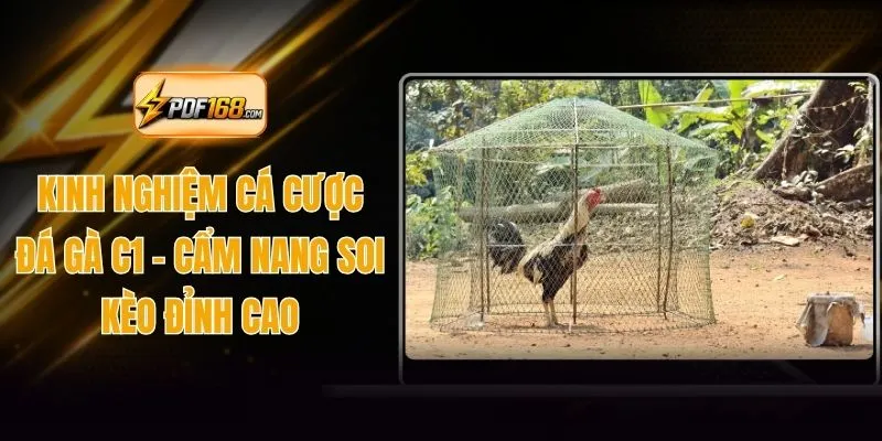 Kinh Nghiệm Cá Cược Đá Gà C1 - Cẩm Nang Soi Kèo Đỉnh Cao
