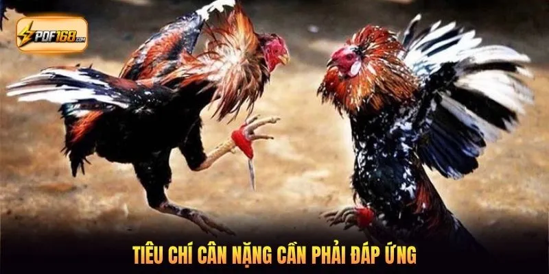 Tiêu chí cân nặng cần phải đáp ứng