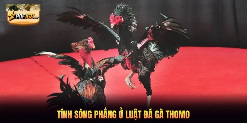 Tính sòng phẳng ở luật đá gà Thomo